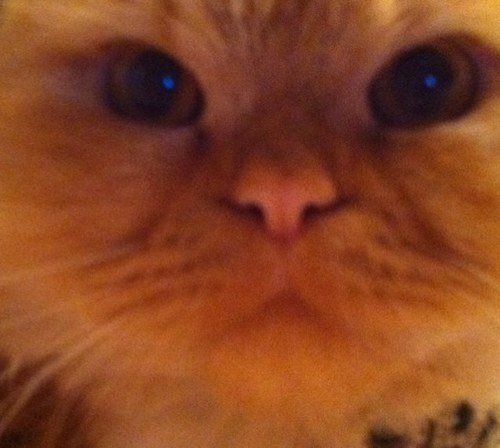 Los ojos de un gato son dos ventanas detrás de las cuales una misteriosa deidad nos observa en silencio. Dioses de eterno reinado