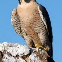 Ali Al_Aseel (@ali_al_aseel) 's Twitter Profile
