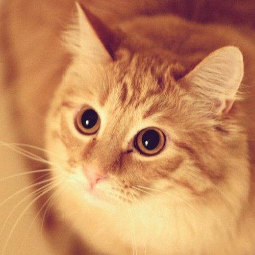 RP_Confession's profile picture. iMacaroons Roleplay had moved to @FluffCotton_ Roleplay's Confession Admin #PandaKaiKai & Admin #SushiEat. DM the admins (: Founder #Chanriee Cats (: