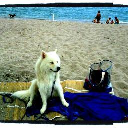 Democrat, politics, Samoyeds, crochet, recipes, sci-fi, kculture. I hate the Orange Man and his minions.  I retweet a lot!