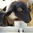元羊飼いk_morohashiのアイコン