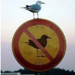 whoatellthepies's profile picture. 