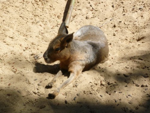 elsabel55's profile picture. 