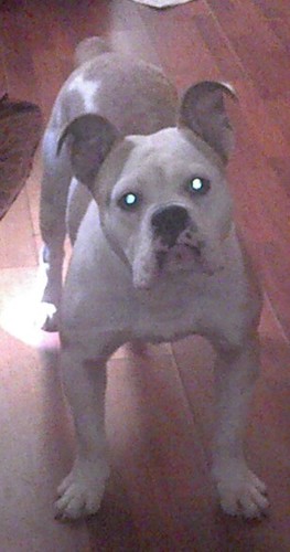 I'm an NKC English Bulldog. I'm just learning about me some little girls but grandmom says I have to wait.
