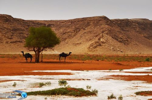 ‏‏ياكثر ما مدحوا وياما بهم قيل **
للضيف راعي سدير خله إلحاله