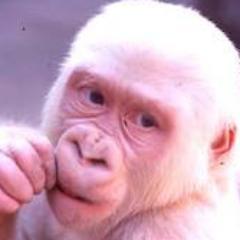 Primero primate y después todo lo demás.