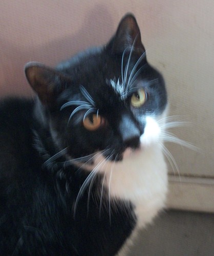 BookreaderAce's profile picture. Avid Kobo reader, Cat lover, watercolour artisit