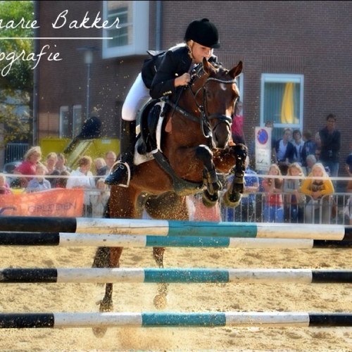 paardje noa♥ zwr♥ paardensport♥ obs de vogelaar♥ houden van de besten♥♥♥♥♥