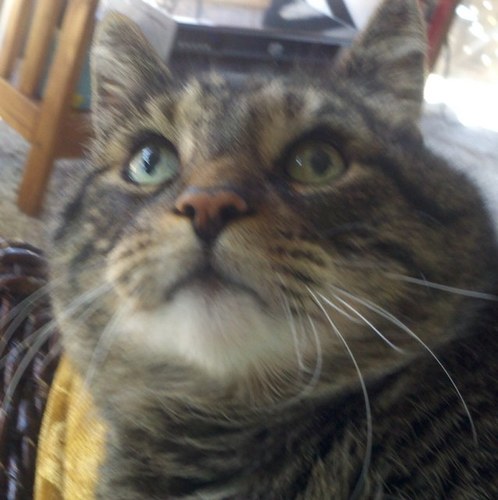 Catlady530's profile picture. 