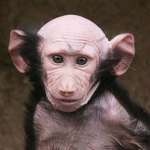 g3ron1m0's profile picture. 