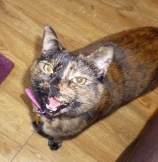 Young(ish) woman born in Norwich, now living in Lancashire, married with a little boy called Lucas (born 2013) and two cats. Loves to socialise and eat
