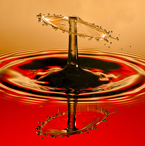 SplashArt water drop photography equipment.
Water drop images and latest product news.