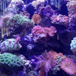 Qualified businesses can request a wholesale list! Check out some of our inventory in the WYSIWYG photo album! We are an importer of high end hard to find coral