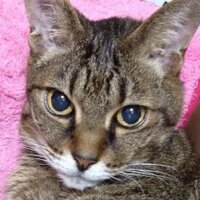 ami♡ (@kobunami) 's Twitter Profile