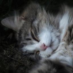 Nilsa_M's profile picture. 