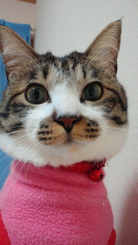 ネコ好き！
青森県でゴロゴロしてます