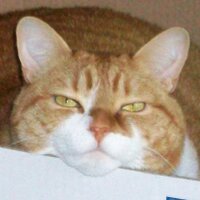 Nathalie Lapointe (@lhasae) 's Twitter Profile
