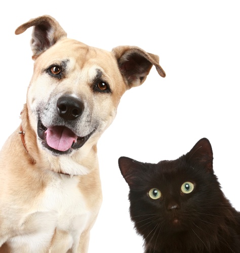 PersonalPet's profile picture. A Personal Pet veio com uma idéia inovadora!Acompanhar seu pet nas consultas/exames enquanto você esta trabalhando.Um serviço de qualidade,com total segurança!