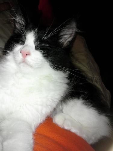 ME IS KITTY
