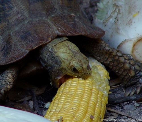 I am a 7 year-old female turtle. I enjoy male reproductive organs and corn on the cob. Bite me, bitch.