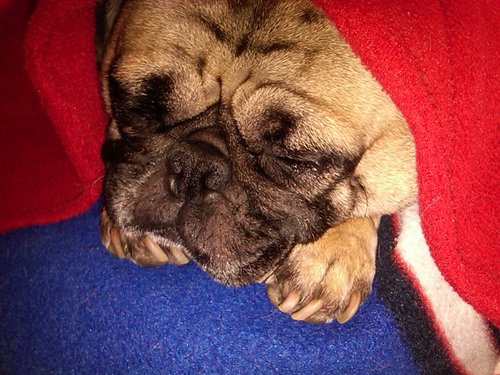 http://t.co/BFr2Zmfg developer, http://t.co/BFr2Zmfg 4.5, C#, VB, http://t.co/BFr2Zmfg MVC 4, music lover, father of Lazlo the Pug.  Amateur Radio, Shortwave, M