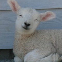 I_heart_sheep's profile picture. 