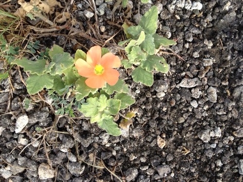 buddapalian's profile picture. Lifelong spiritual seeker still looking for a walkable path