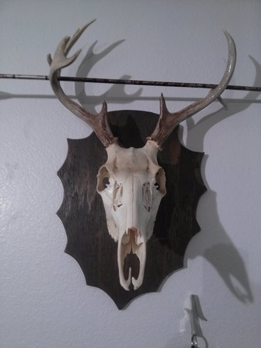 I am just a country boy who still belives in God and guns. Avid horse lover, bow hunter, beer drinker and all things country.