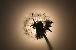 MariazZURQaxMH's profile picture. 