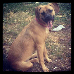 MollyRho's profile picture. Molly. The frat hound of Pi Kappa Phi - Alpha Rho - Just a silly dog trying to survive in a reckless world.