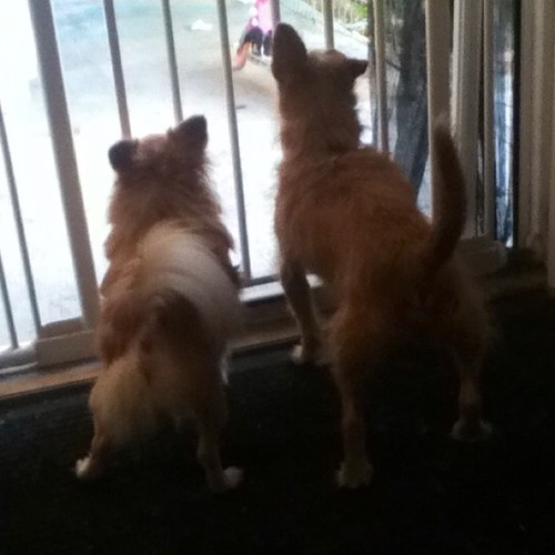 This is Toto and Lexie! Follow their official page! @itstothedog, @lexie_the_dog