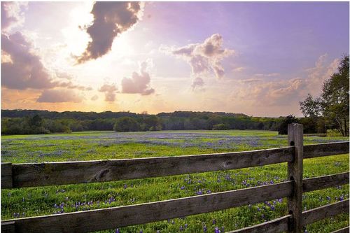 LaurelAncone's profile picture. 