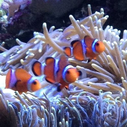 rarirureretasu's profile picture. ロンドン在住