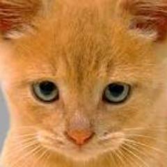 #Cats. Made with TwitterFeed and Yahoo! Pipes.
Retweets every 30 minutes.