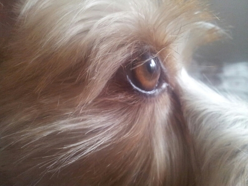 Hond op een bedje van Prei...