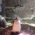 @penginpenc