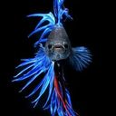 john kush - @johnkush51 - Twitter