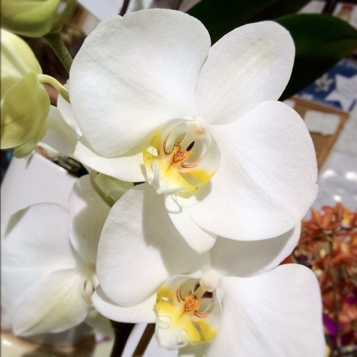 AmzngFlowersNSW's profile picture. The preferred florist for Sydney’s North Shore residents since 2007. All our flowers are hand picked from the flower market three times a week.