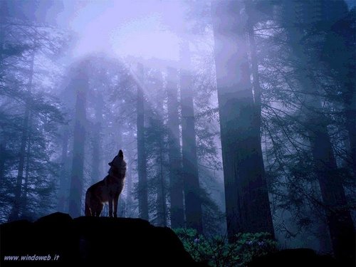 Ettore_Iaconis's profile picture. 