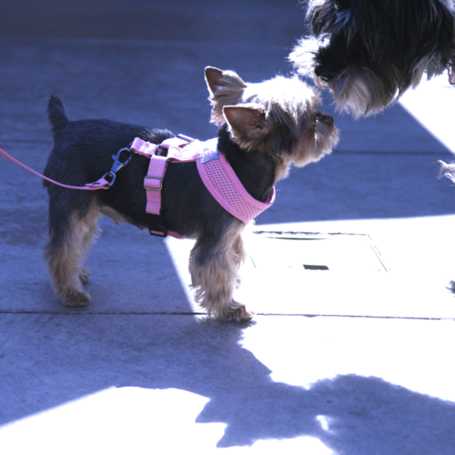 gooby freedom harness