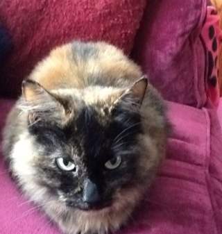 vicky_lord's profile picture. Family History Researcher