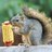 SuburbanSquirrel