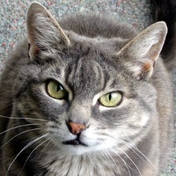 Basingstoke's finest feline