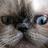 ghost_cat2's profile image