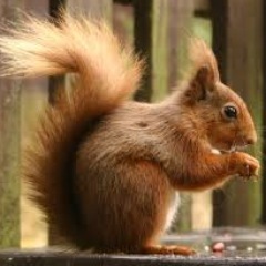 OurSquirrelClub's profile picture. The amazing Squirrel Club of Chicken, Worm and Beaver. Aka Kiwi and Chipmunk. :)