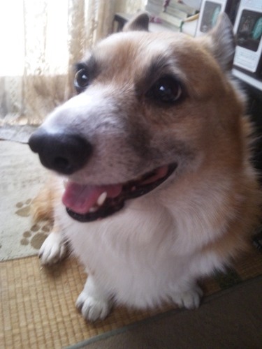 びのびのさんのプロフィール画像
