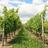 rheinhessen2016's profile image