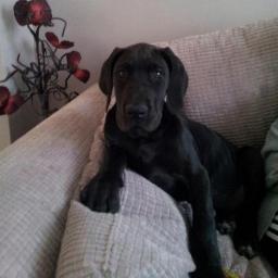 pepsidane's profile picture. 