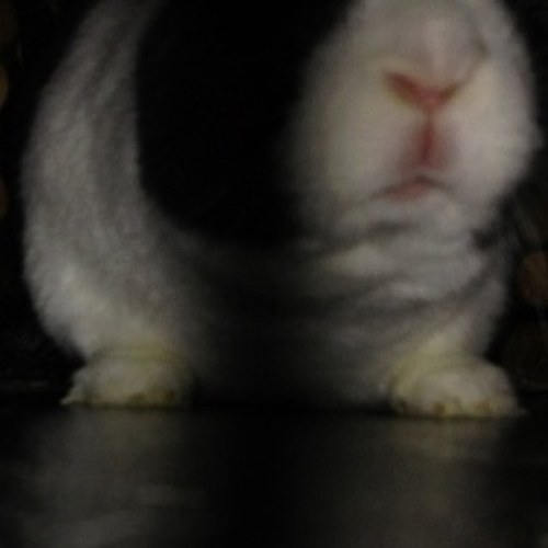 nevilledabunny's profile picture. timothy hay hut builder, carrot expert, loves to chew, I luv da kardash klan #teamfollowback