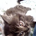 debra major - @DebraMajor - Twitter